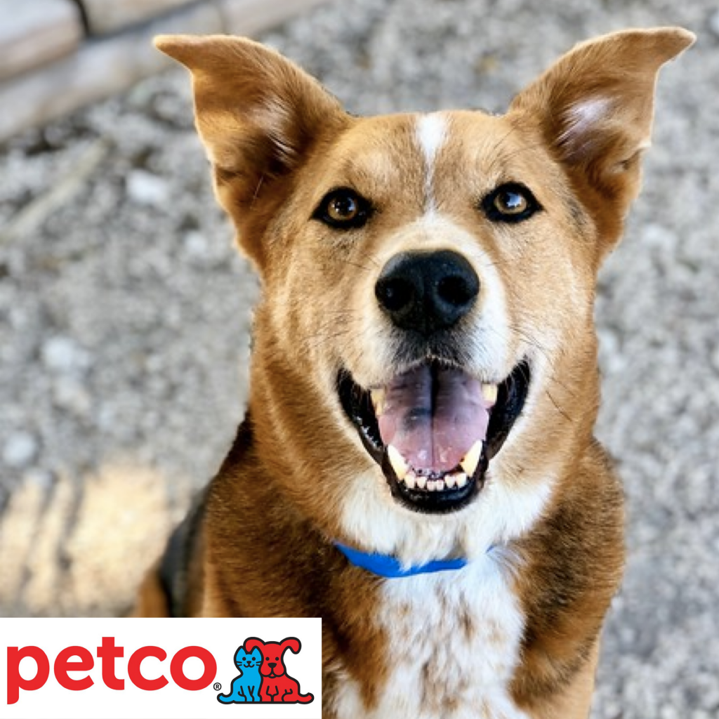 petco dog adoptions today