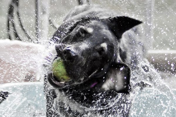 A wet black dog is shaking the water off with a green tennis ball in his mouth.