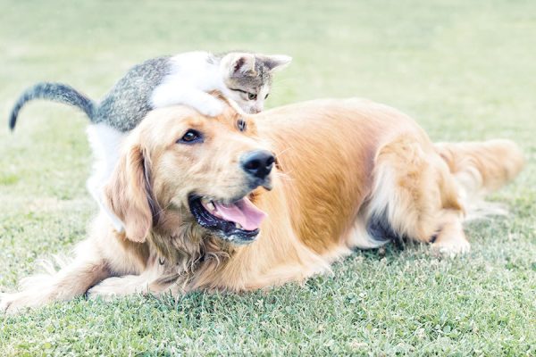 A Golden Retreiver lays in the grass with a grey and white kitten laying on its head.