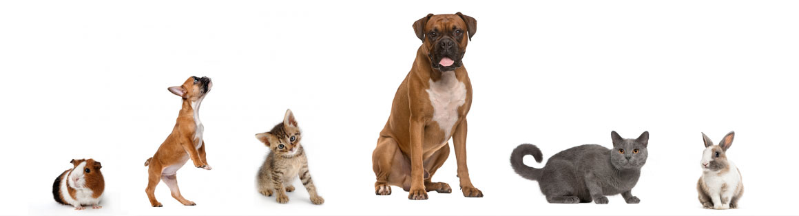 A guinea pig, french bulldog, kitten, boxer, grey cat, and rabbit all stand in a line.