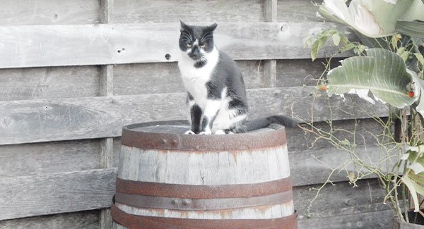 A grey and white cat sits outside on a barrel.