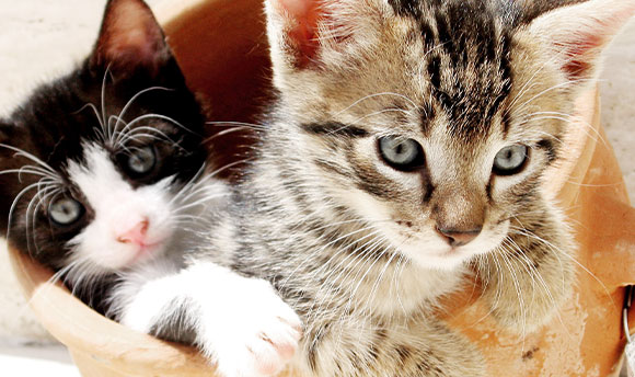 A black and white kitten and a tabby kitten sit in a vase together.