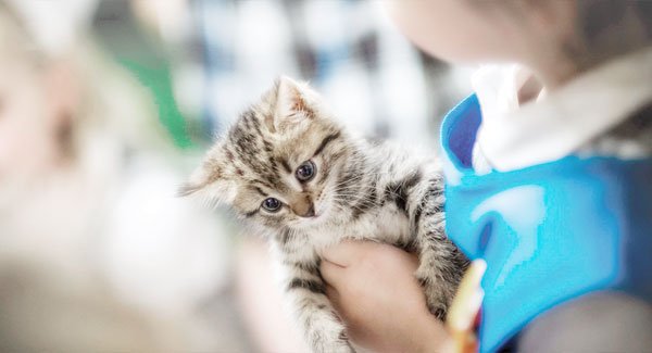A child's arms are seen holding a tan and white kitten.