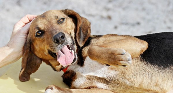 Shirt, Baller Dog, Youth - Humane Society of Tampa Bay