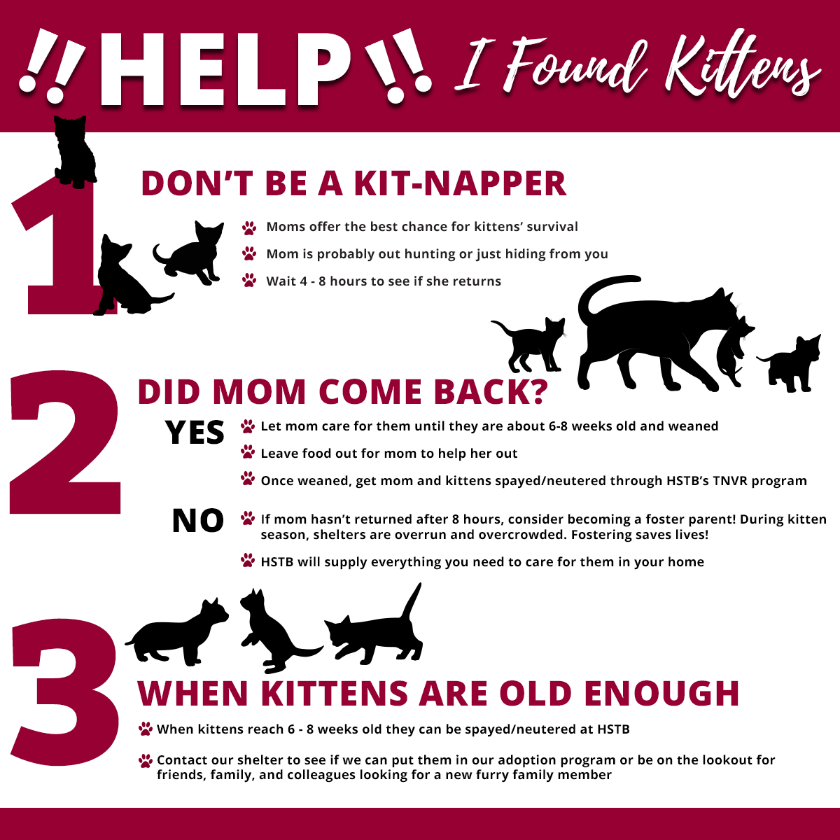 What to do if you found kittens! Humane Society of Tampa Bay