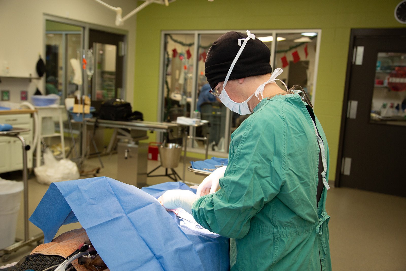 A doctor operates on an animal at the Humane Society of Tampa Bay Animal Health Center.