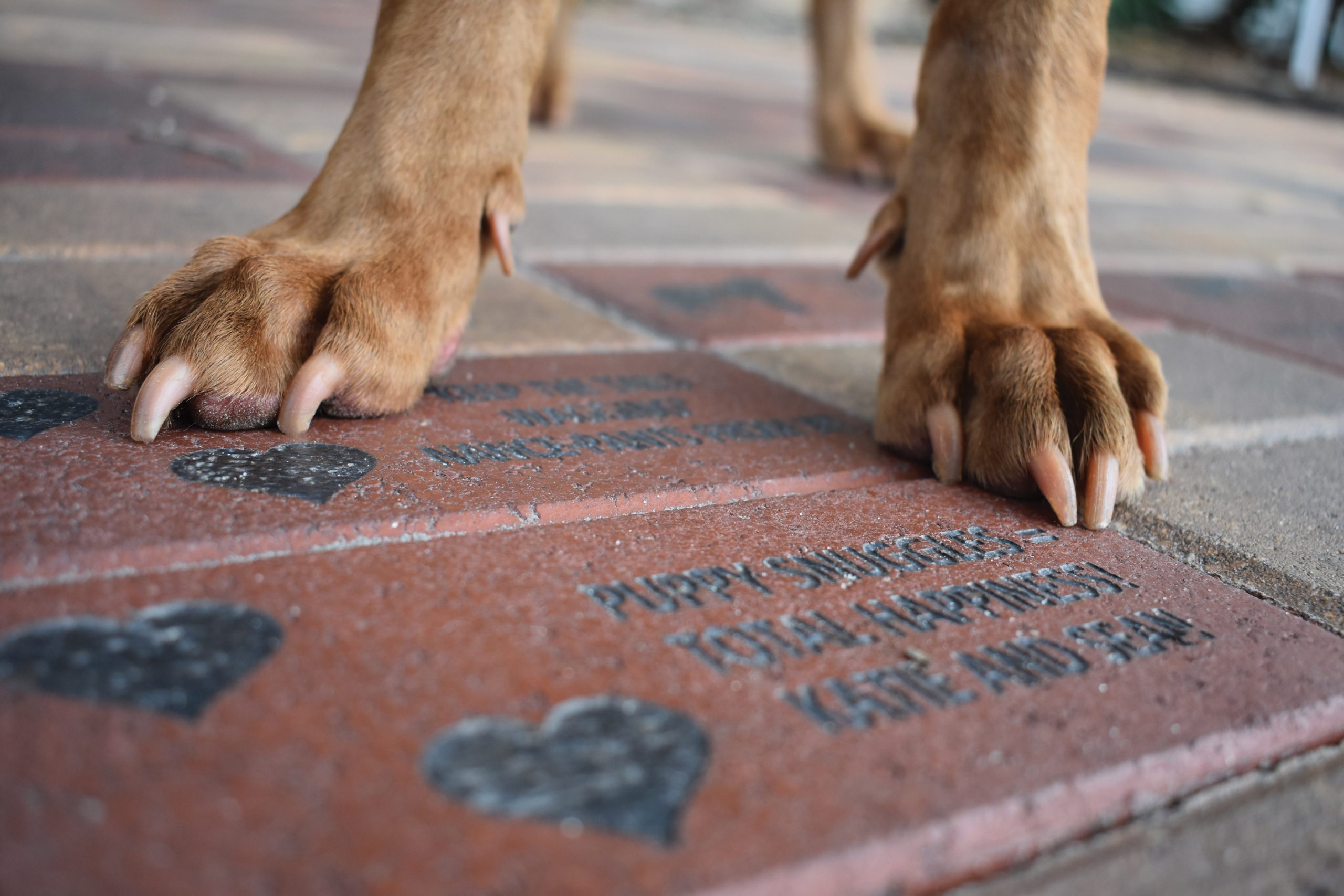 Brick Fundraiser 