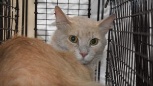 Cat Trap Fever: Austin Humane Society needs help taming feral cat