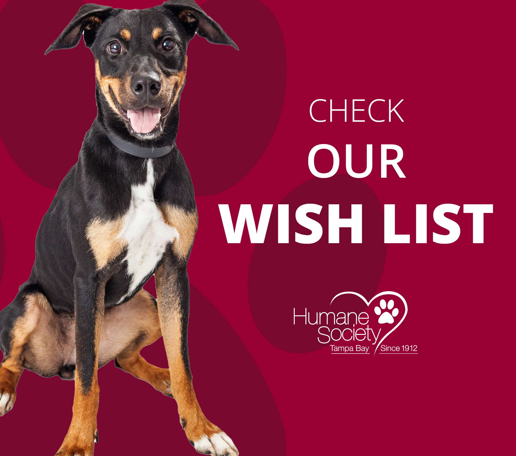 HSTB | Humane Society of Tampa Bay