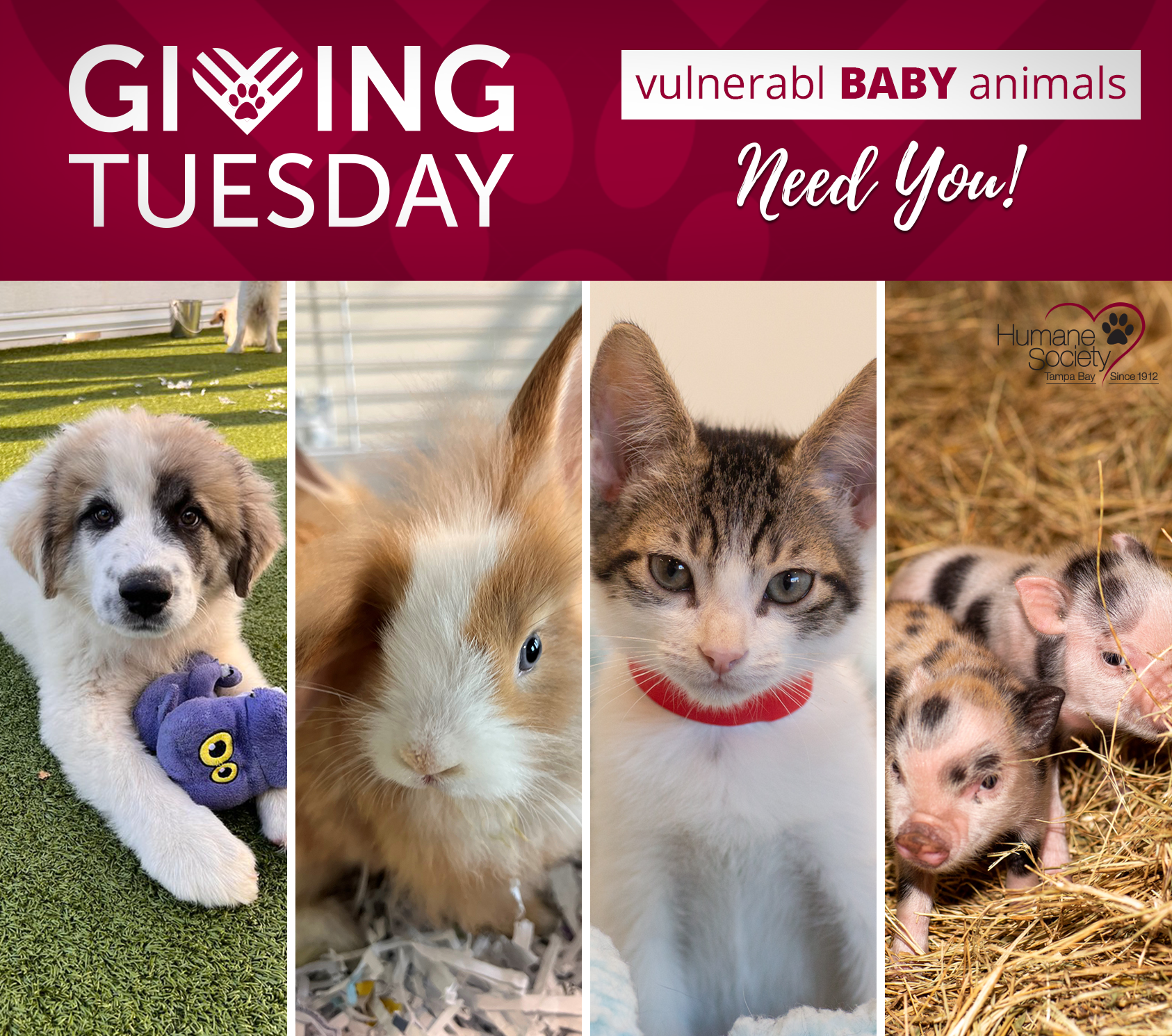 Giving Tuesday, Baby animals need you