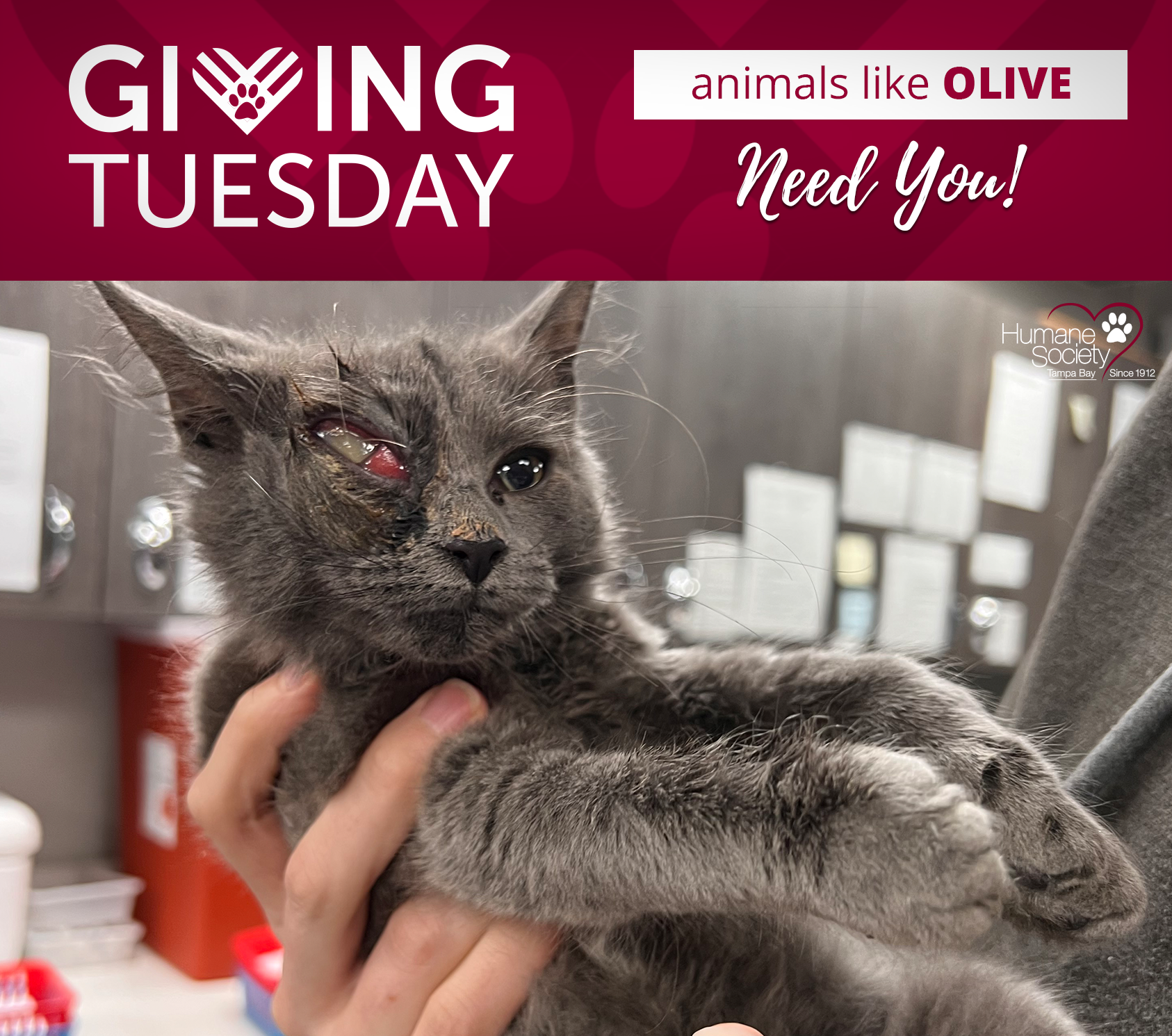 Giving Tuesday, Olive Needs You