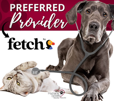 Fetch pet insurance