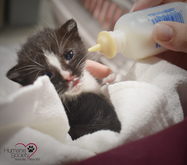 A kitten is being bottle-fed during kitten season.