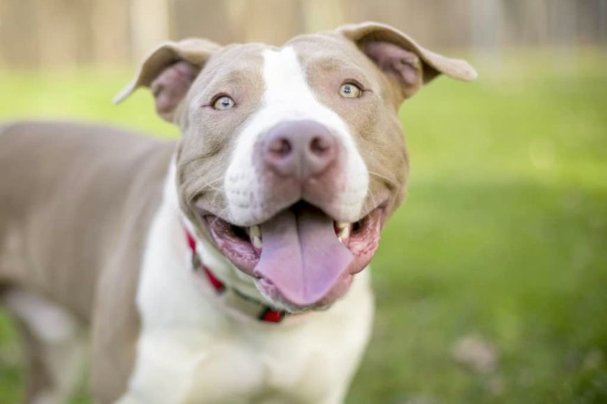 White and brown Pit Bull smiles happily at the camera