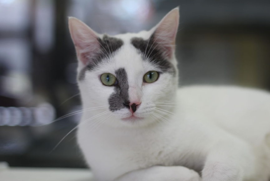 A white cat with grey markings on its face looks into the camera