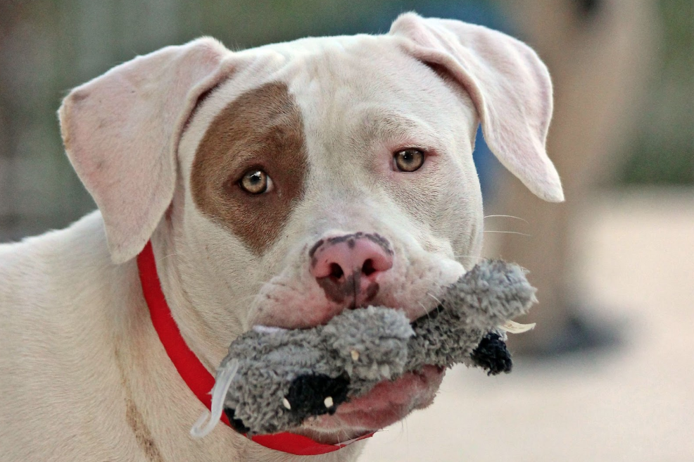 A white and brown dog holds a toy in its mouth and looks at the camera