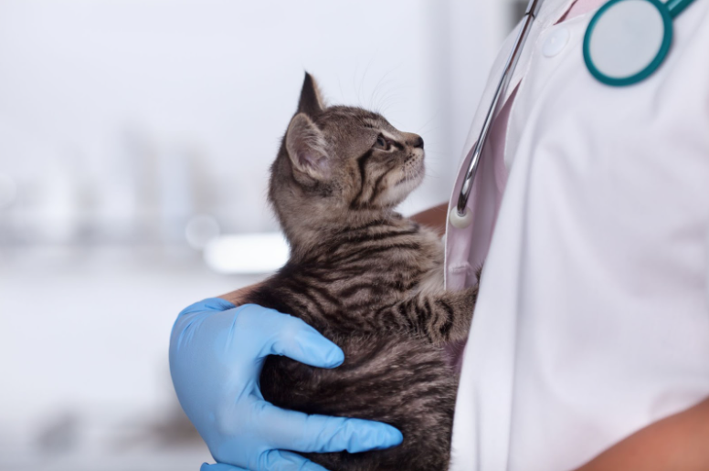 A small kitten is held by a veterinarian