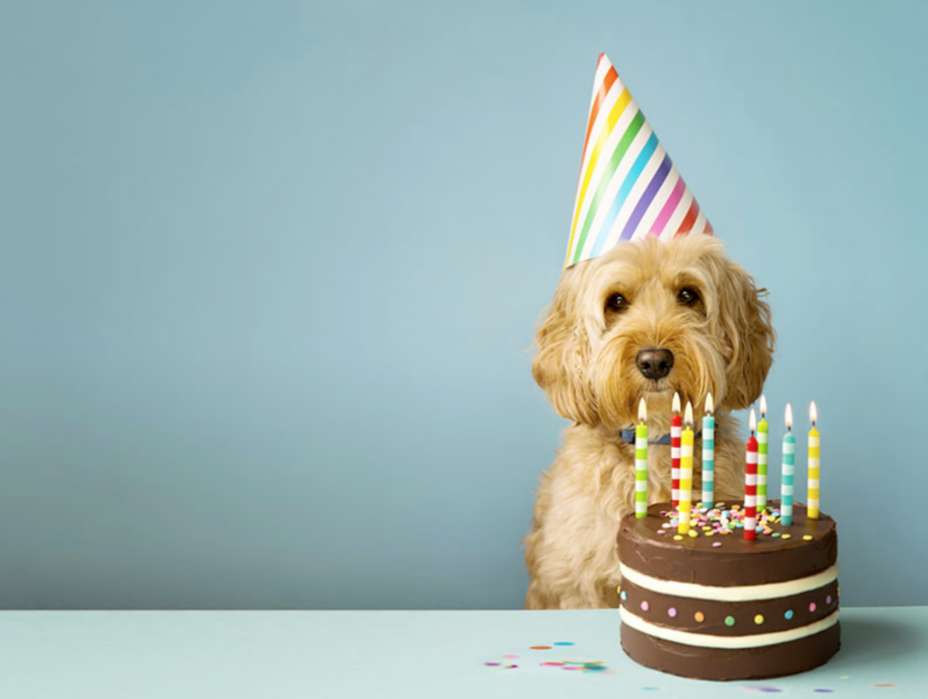 A blonde dog sits at a table with a birthday cake and a colorful party hat