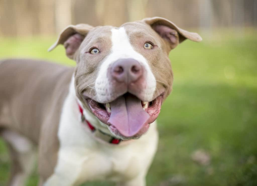 Pit Bull Adoption 101 Characteristics, Care, and More from the Humane