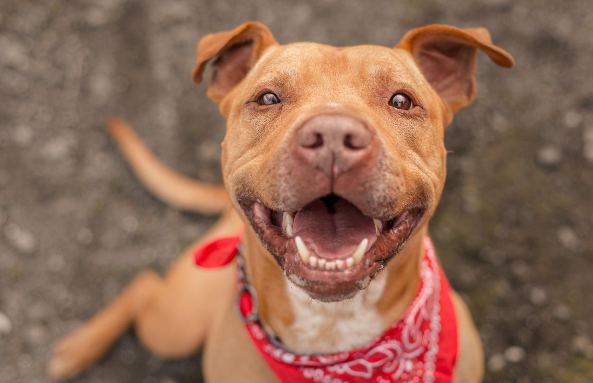 Pit Bull Adoption 101: Characteristics, Care, and More from the