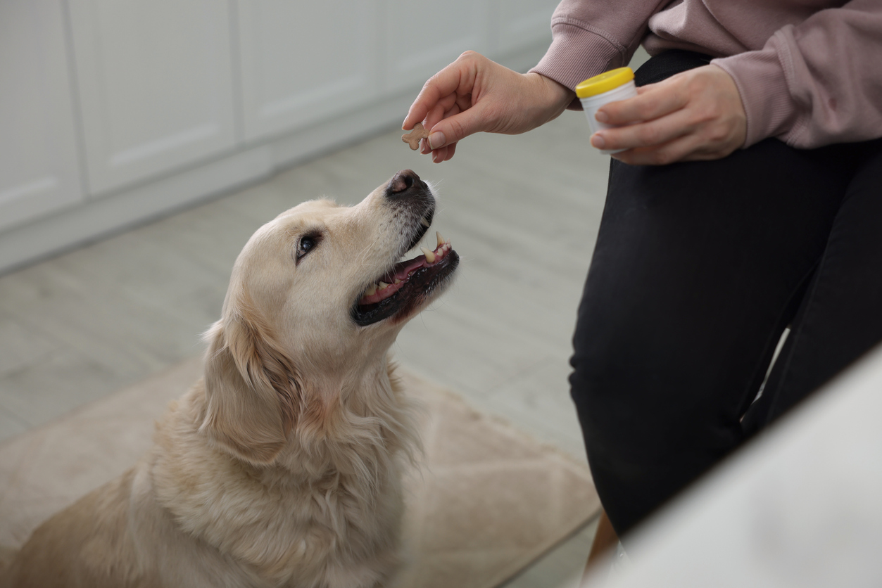 pet adoption in Tampa