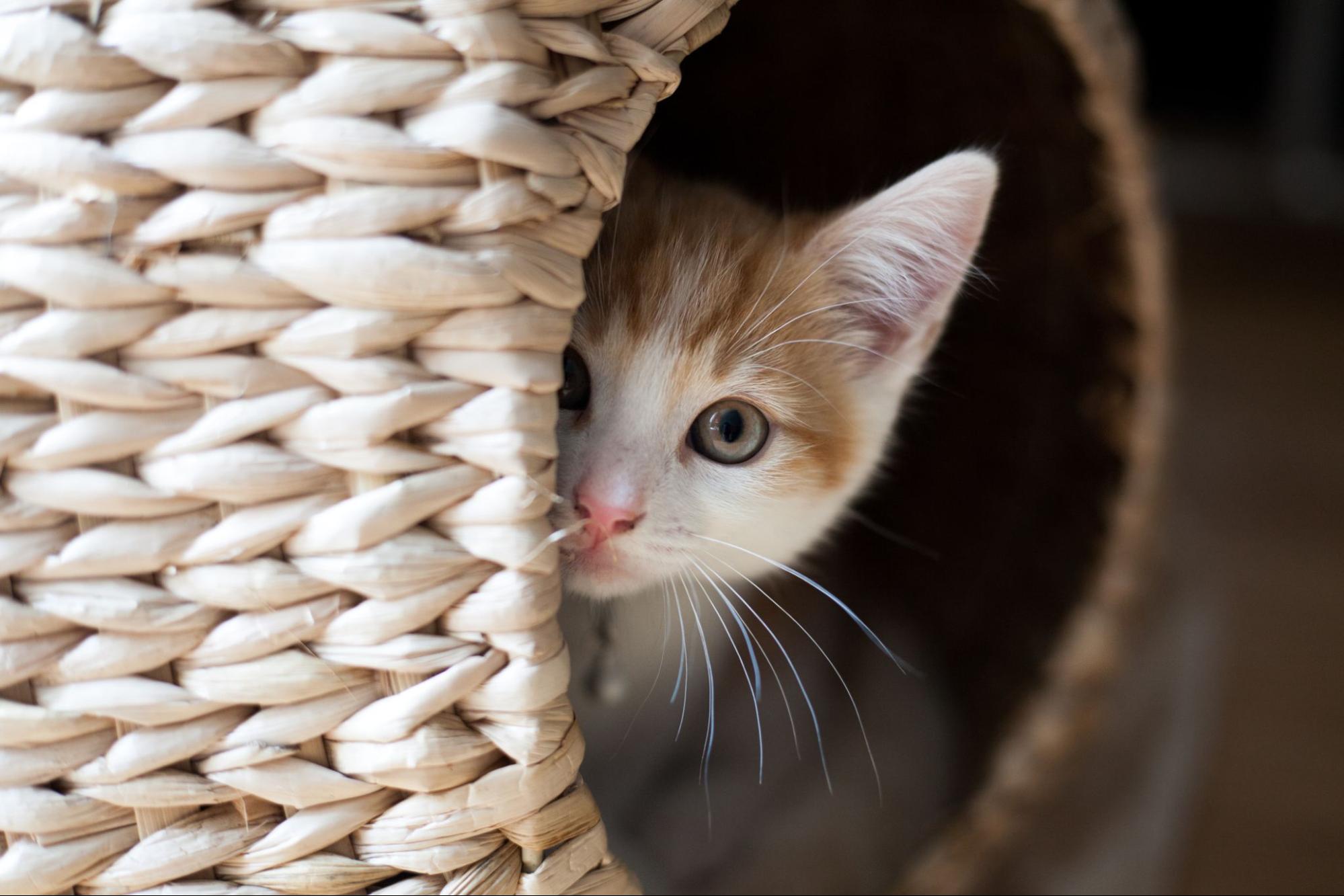 A small kitty looks out from inside a basket