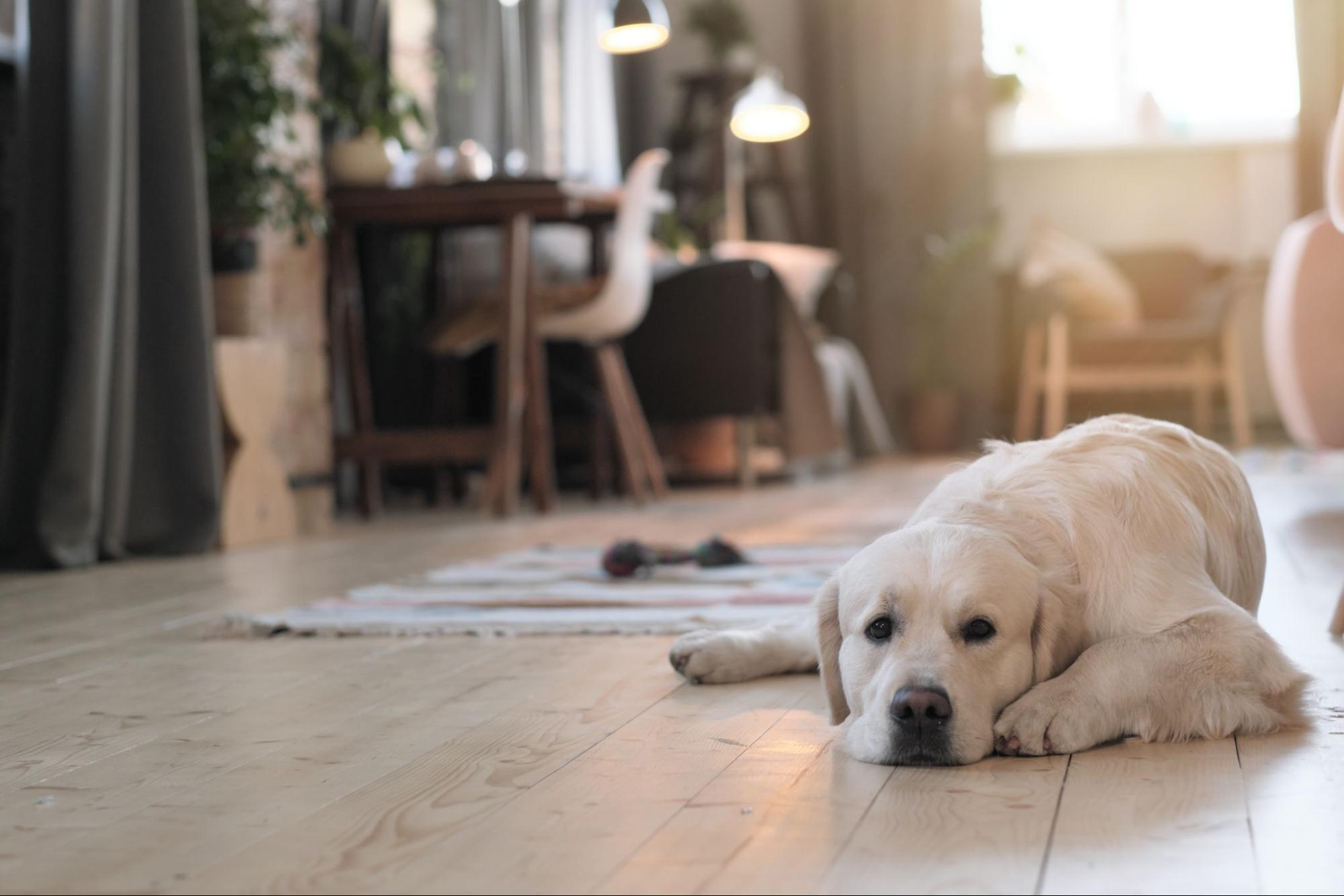 A dog lays on the floor of a home and looks at the camera