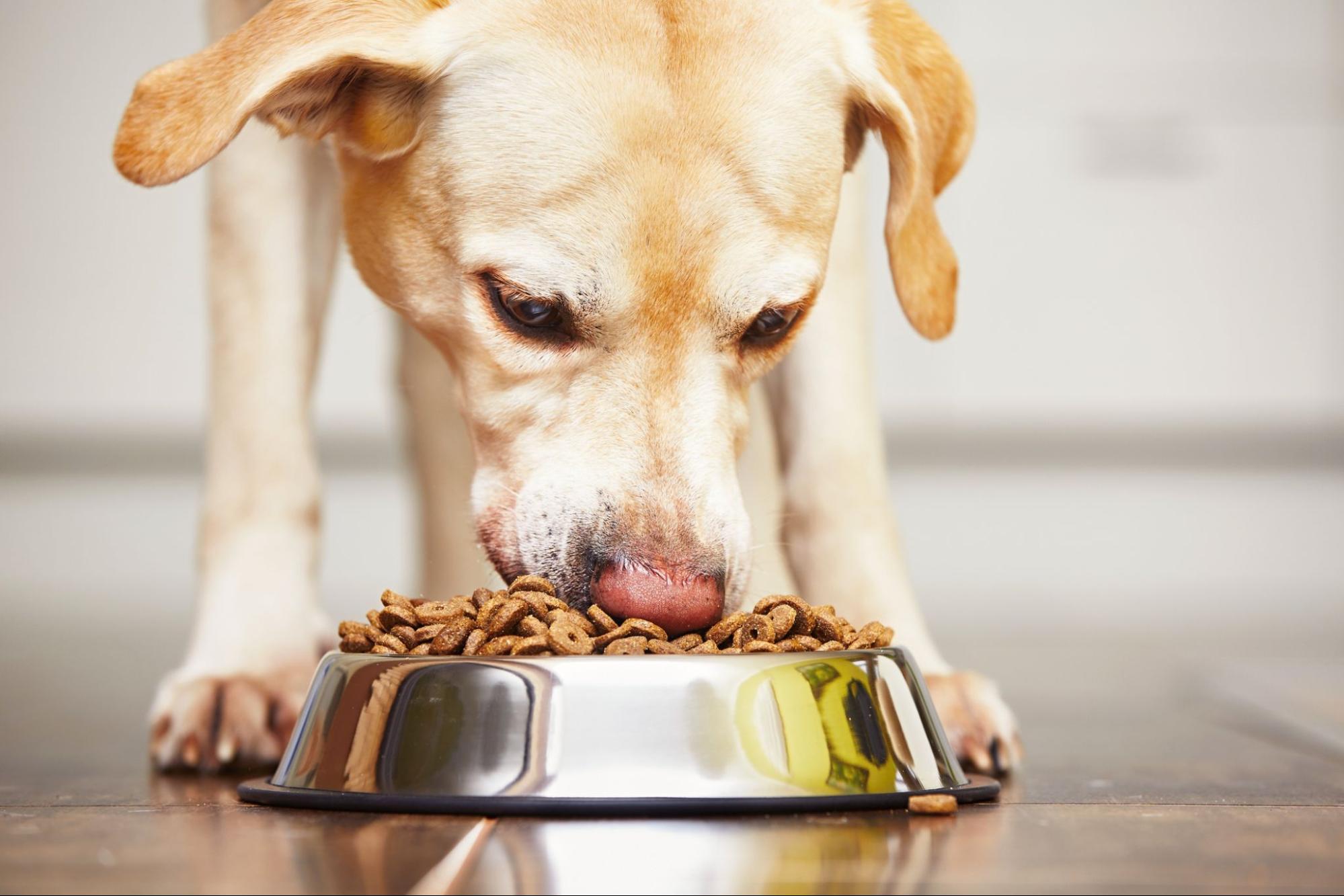 A dog eats their food out of a bowl