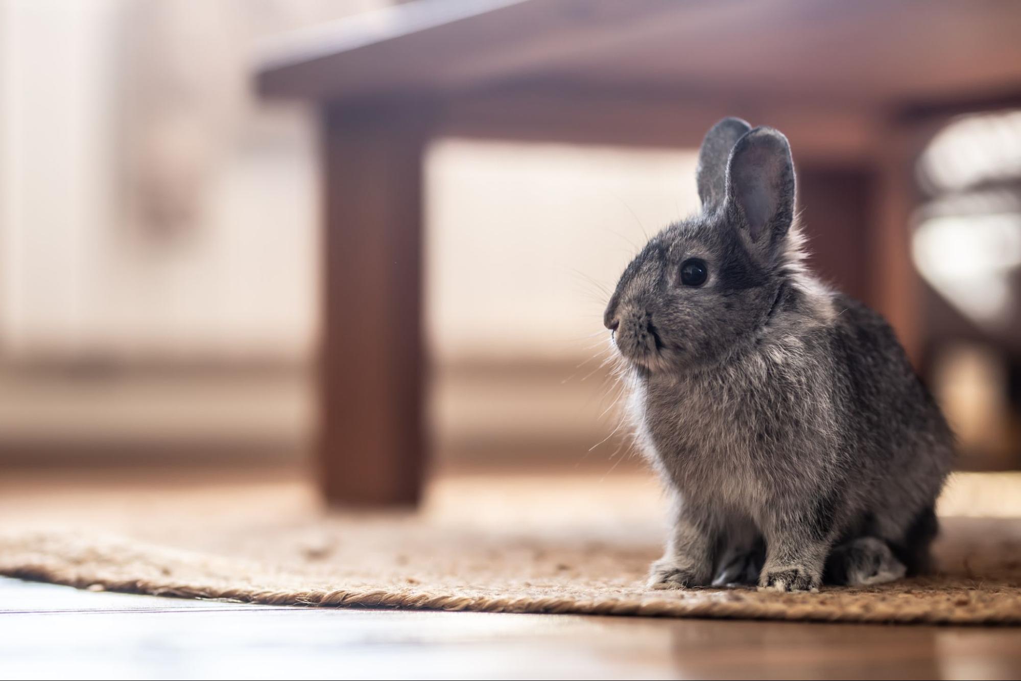 A grey bunny sits underneath a coffee table