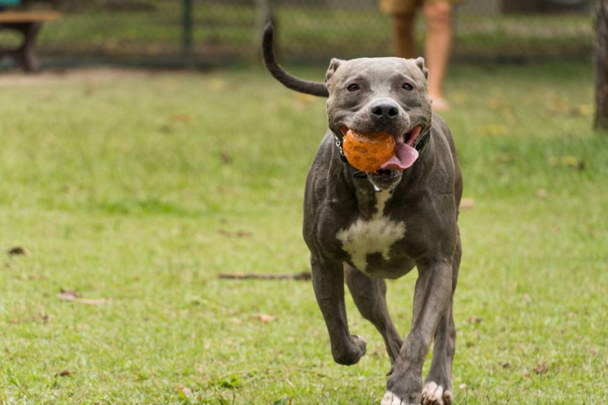 Pit Bulls Are 2023's #1 Breed in the United States! - Humane Society of  Tampa Bay
