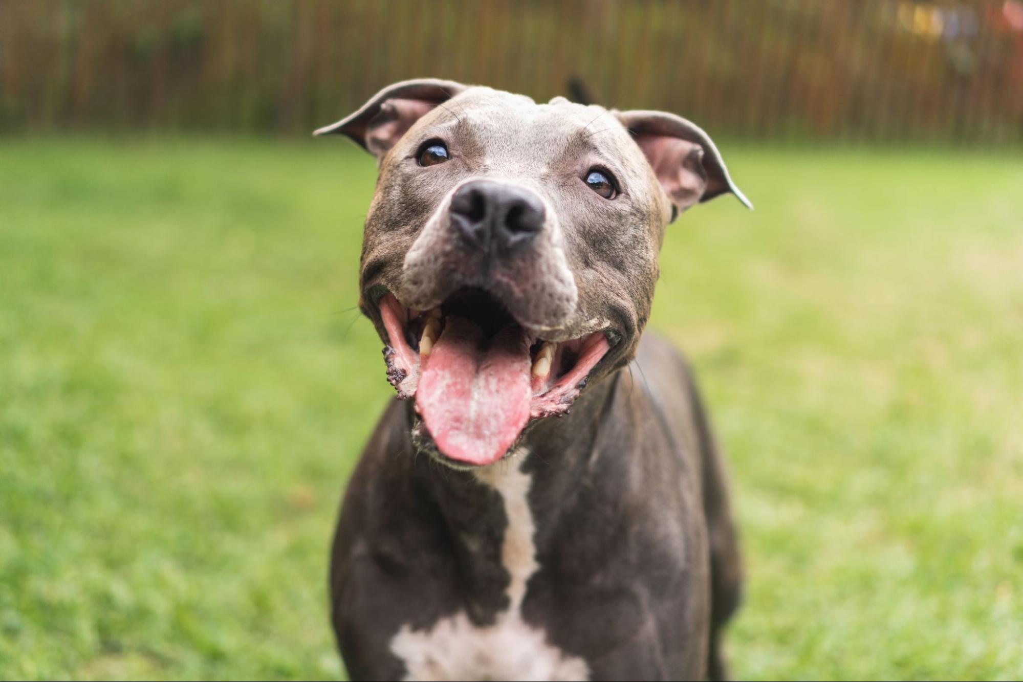 a grey and white pit bull mix smiles into the camera