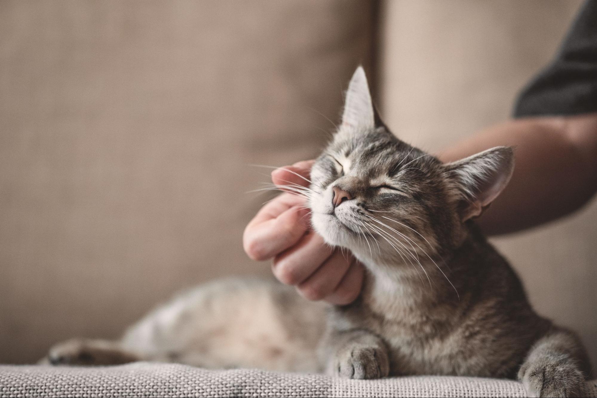 A small brown kitten smiles as their owner pets them