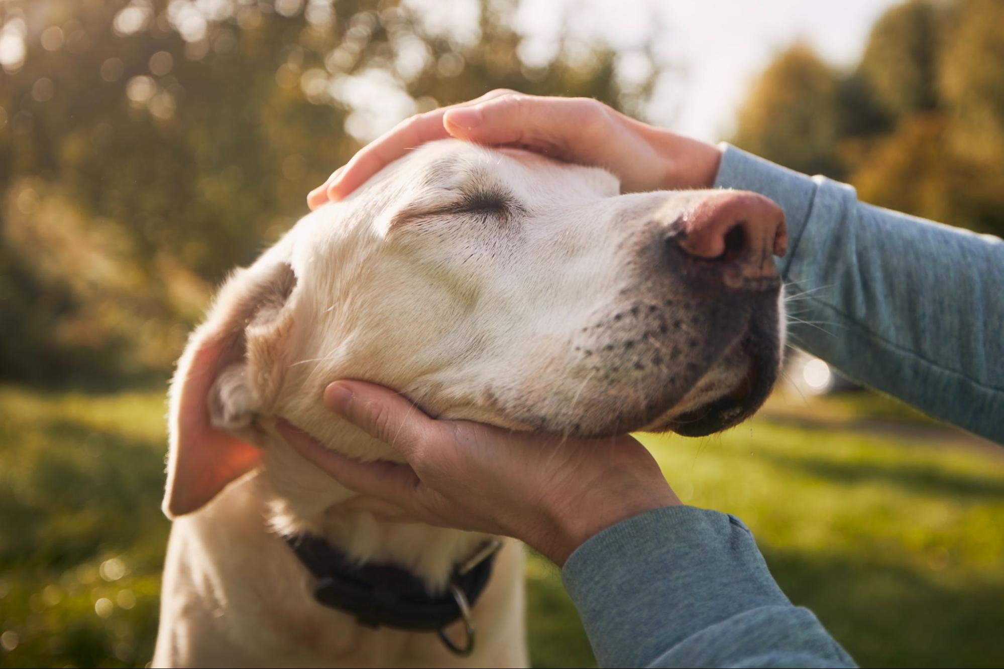 A yellow lab closes his eyes while he gets his head rubbed