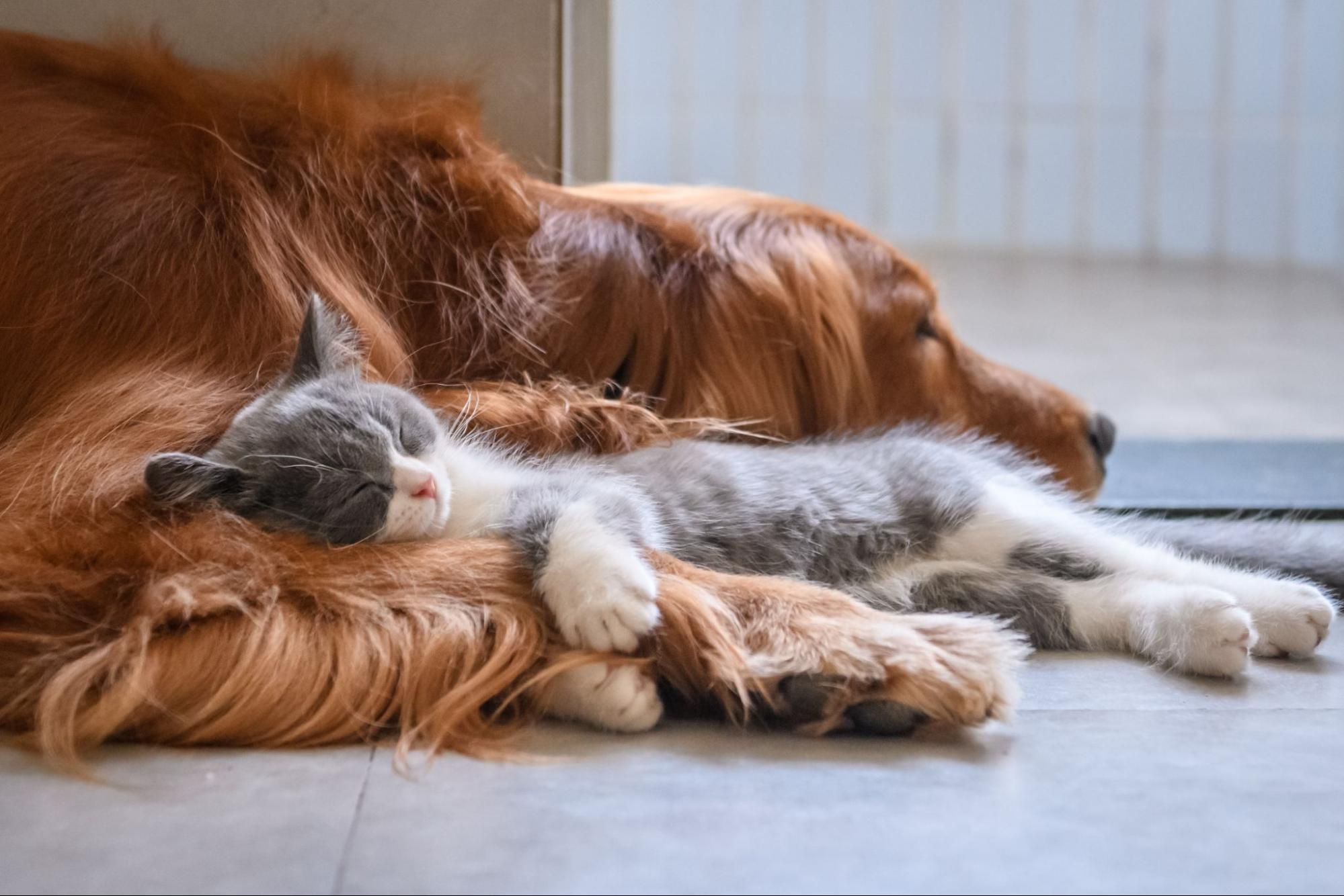 A small grey and white kitten lays on a brown golden retreiver