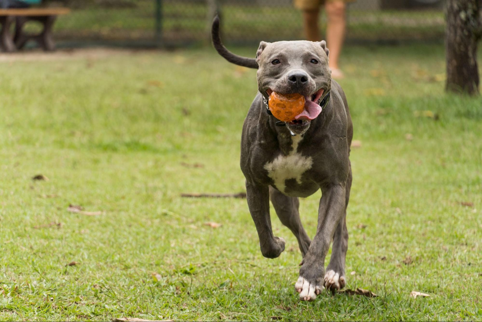 me and my dogs put loyalty before all ! pit bulls bark face to face