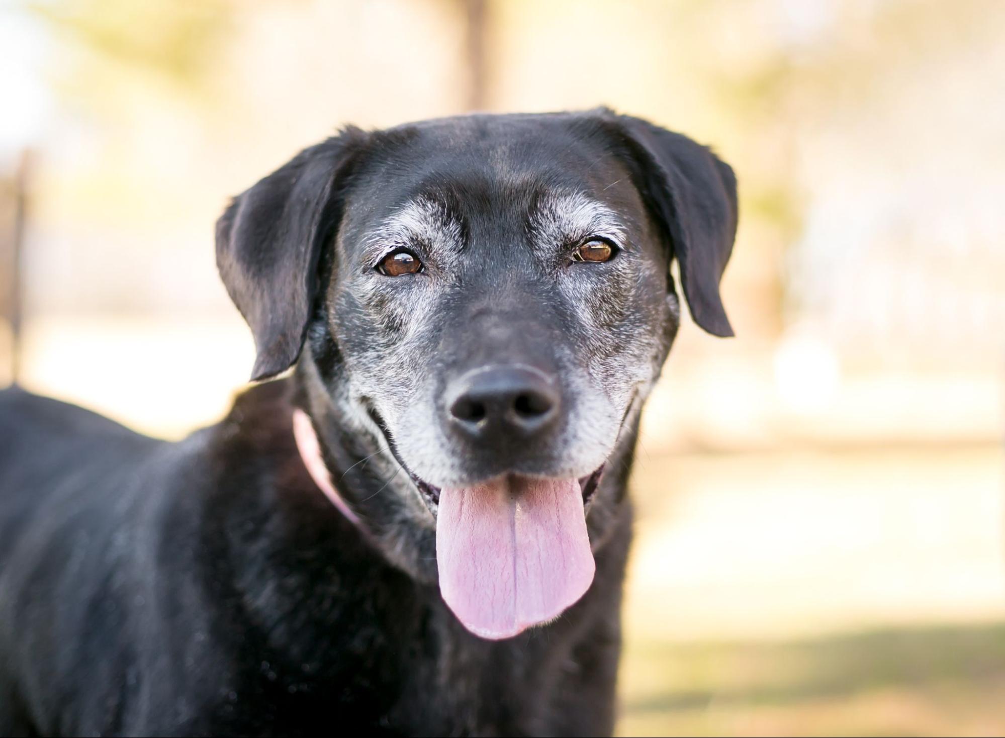 An older black dog with grey facial hair smiles at the camera