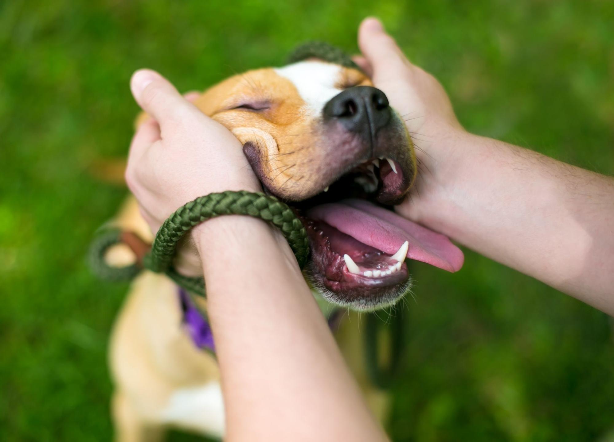 a brown and white pit bull smiles as his owner plays with him