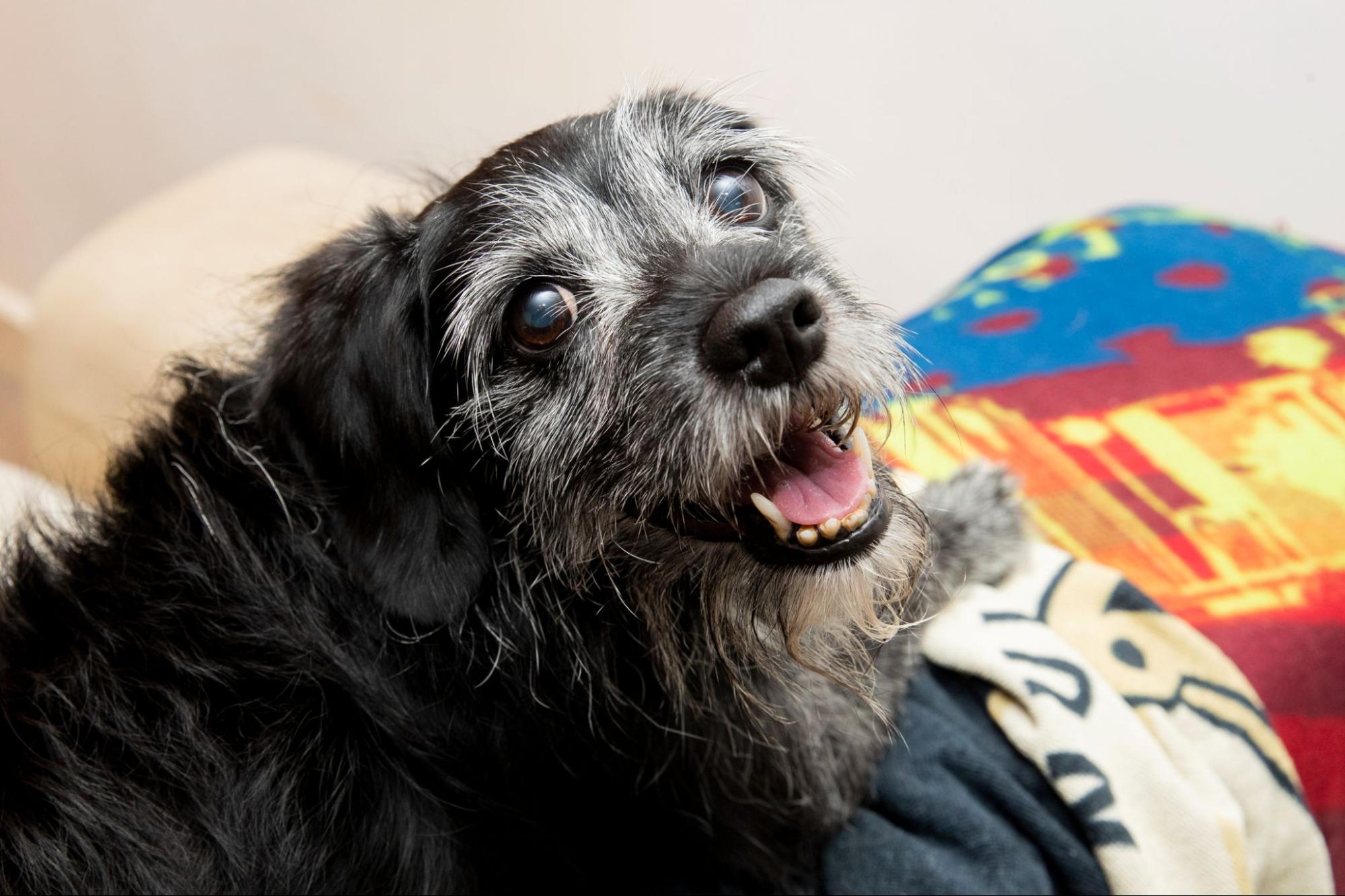 A black older dog with grey hair smiles