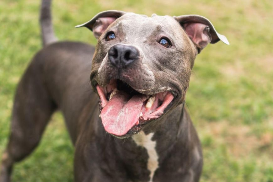 A medium-sized dark brown Pit Bull terrier with a white strip on the belly is looking slightly to the left into the camera smiling