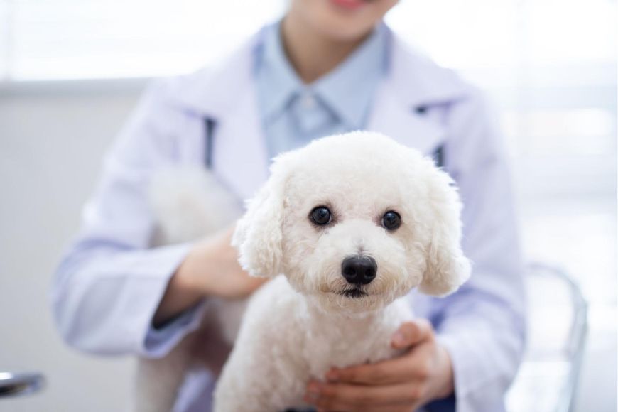 Small white curly-haired got getting examined by veterinarian in a blue coat