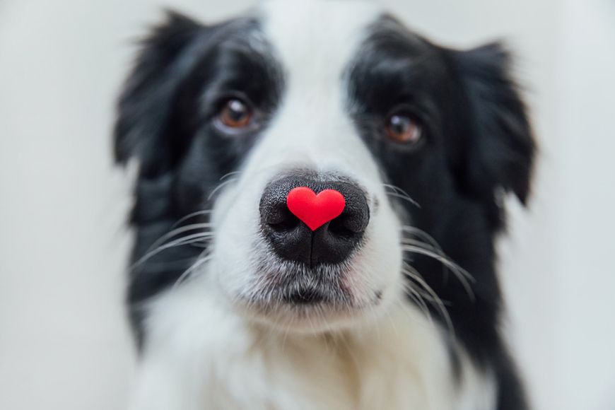 Black and white fluffy dog with a red heart sticker on their nose