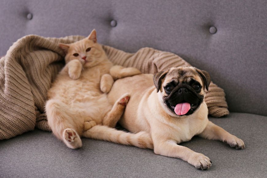 Cute red Scottish fold cat and funny pug lying on grey textile sofa at home. Purebred short hair straight-eared kitty and lop-eared dog with a sleepy sad face.