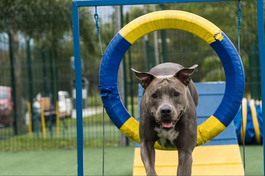 A Pit Bull at an obstacle course jumping through a yellow and blue hoop