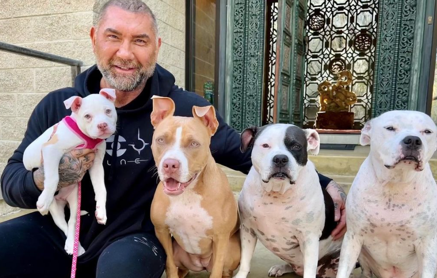 Dave Bautista smiles next to his 4 pit bulls