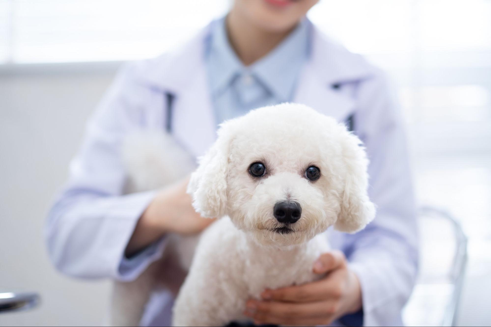 a small white and curly dog is held by a doctor and smiles at the camera