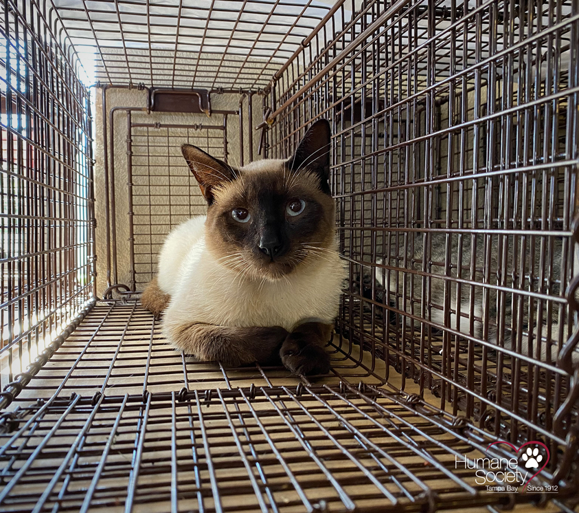 A cream colored community cat with a black face and ears looks directly into the camera while going through the TNVR program.