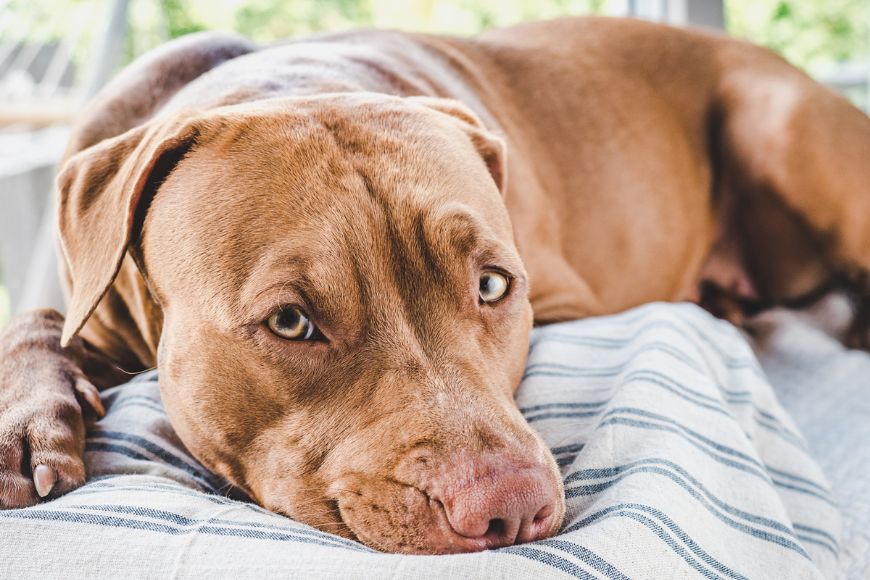 A medium-sized brown dog laying on a bed looking into the camera