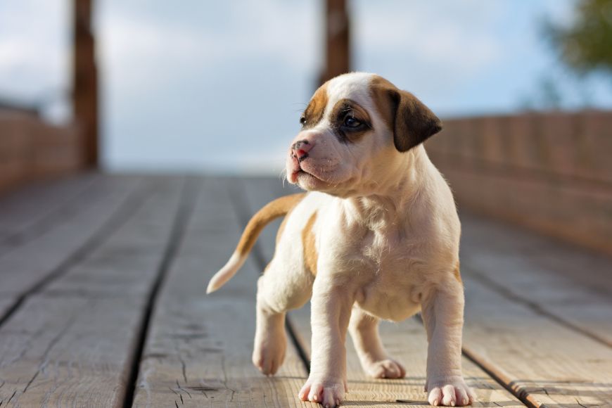 A small white dog with brown spots is walking on a pier looking off to the left