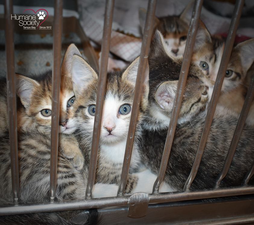 5 adorable kittens peer through the bars of their kennel at the camera.