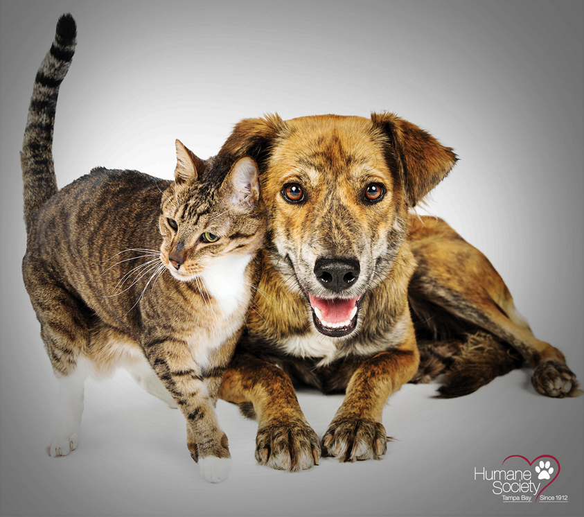 A dog and cat peacefully sitting side by side on a white background.
